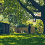 Baum auf Nachbars Grundstück: Was tun bei herüberragenden Ästen?